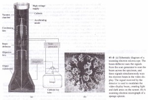THE SCANNING ELECTRON MICROSCOPE